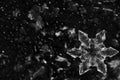 Snowflake with Water Droplets on a Blurred Black and White Background