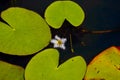 Closeup of Snowflake lily at Mapleton Lilyponds Queensland Royalty Free Stock Photo