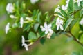 Snowflake or wrightia antidysenterica flower Royalty Free Stock Photo