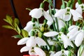 Snowdrop flower bouquet in composition with copy space Royalty Free Stock Photo
