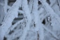 snowflakes close up in finland lapland