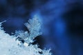 Snowflakes close-up. Macro photo.