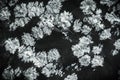 Snowflakes (cristobalite inclusion) on black obsidian