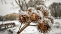 Dried flower under the snow Royalty Free Stock Photo