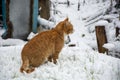 Snowflakes fall on the cat`s fur. Ginger cat in the snow Royalty Free Stock Photo