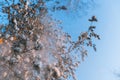 Snowflakes fall from pine branches. Snow-covered branches and blue sky Royalty Free Stock Photo