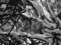 Snow falling from fir tree branches monochrome image Royalty Free Stock Photo