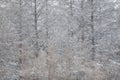 Snowflakes on a forest background. Snowfall. Tree branches covered with snow.