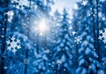 Snowflakes gently fall in front of a blurred, snow-covered forest. Sunlight filters through Royalty Free Stock Photo