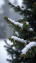 Snowflakes gently settle on juniper cedar tree s branches, juniper, snowytree Royalty Free Stock Photo