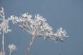 Snowflakes on a hogweed plant
