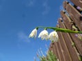 Snowflakes Leucojum vernum.