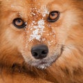 Snowflakes on the nose of a red dog