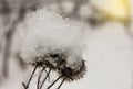 Snowflakes on thistle seeds during a winter sunset