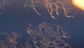 Snowflakes on the window in supermacro shooting.