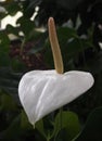 Snowflower (Spatiphyllum floribundum) Royalty Free Stock Photo