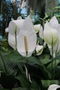 Snowflower (Spatiphyllum floribundum) Royalty Free Stock Photo