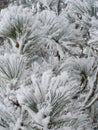 Snowfrost on pine tree Royalty Free Stock Photo