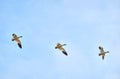 Snowgeese in Flight against Blue Sky