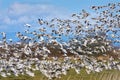 Snowgeese in Flight Pacific Northwest