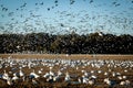 Snowgeese Flying In Royalty Free Stock Photo