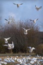 Snowgeese Landing in Field