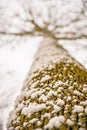 Snowhat on beech bark Royalty Free Stock Photo