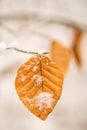 Snowhat on beech leaf Royalty Free Stock Photo