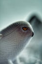 Snowie Owl  - 3D plastic model Royalty Free Stock Photo