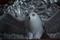 Snowie Owl  - 3D plastic model Royalty Free Stock Photo