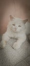 snowie 2years old male cat Royalty Free Stock Photo