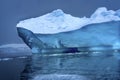 Snowing Floating Blue Iceberg Reflection Paradise Bay Skintorp Cove Antarctica