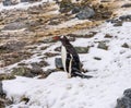 Snowing Gentoo Penguin Mikkelsen Harbor Antarctica