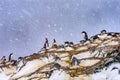 Snowing Gentoo Penguins Crying Rookery Mikkelsen Harbor Antarctica