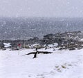 Snowing Gentoo Penguins Highway Mikkelsen Harbor Antarctica