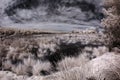 Snowing grassland