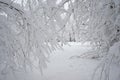 Snowing landscape in the park. Details on the branches