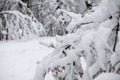 Snowing landscape in the park