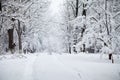 Snowing landscape in the park