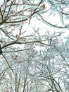 Snowing landscape, winter holiday concept - Fairytale fluffy snow-covered trees branches, nature scenery with white snow and cold