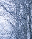 Fairytale fluffy snow-covered trees branches, nature scenery with white snow and cold weather. Snowfall in winter park