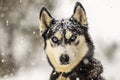 Wolf under powder Royalty Free Stock Photo