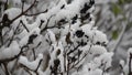 Snowing over the forest in the holidays. Beautiful video of snow covering the forest