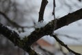 Snowflakes on the tree. Winter time. Snowing. Royalty Free Stock Photo