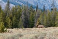 Snowing in the Tetons Royalty Free Stock Photo