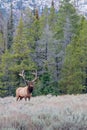 Snowing in the Tetons Royalty Free Stock Photo