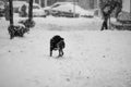 Snowing urban landscape with people