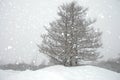Snowing in the winter Royalty Free Stock Photo