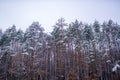 Snowing winter concept. Winter forest. Images for winter. Season of Winter. Global cooling. Royalty Free Stock Photo