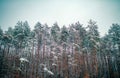 Snowing winter concept. Winter forest. Images for winter. Season of Winter. Global cooling. Royalty Free Stock Photo